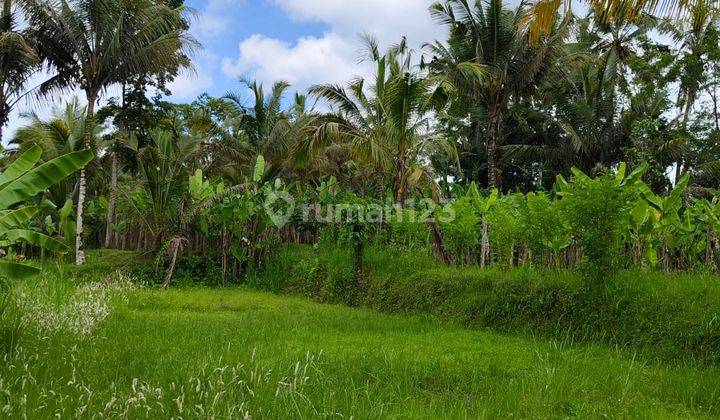 Tanah di Payangan Gianyar Bali SHM View Lembah Jungle 2