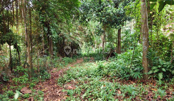 Land in Pasung Grigis, Gianyar SHM View Jungle  2