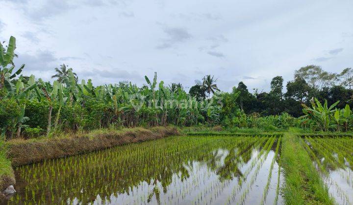 Tanah di Payangan, Gianyar SHM View Sawah Lembah Dan Gunung  1