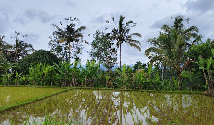 Land in Payangan, Gianyar SHM View of Rice Fields, Valleys and Mountains  2