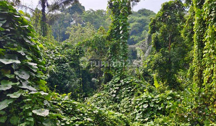 Tanah Tegallalang View Jungle Dekat Pasar Dan Waterfall 2