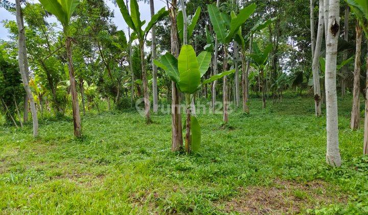 Land in Tegallalang Gianyar View Rice Fields Forest River Near Tourism 1