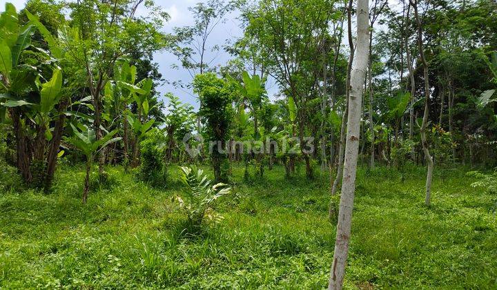 Land in Tegallalang Gianyar View Rice Fields Forest River Near Tourism 2