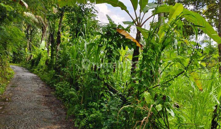 Tanah di Tegallalang Gianyar View Jungle Kontur Tanah Datar 1