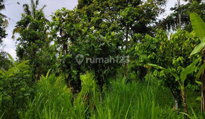 Tanah di Tegallalang Gianyar View Jungle Kontur Tanah Datar 2