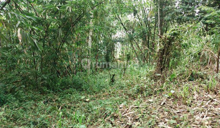 Tanah Tegallalang Area Pedesaan Khas Bali View Hutan 1