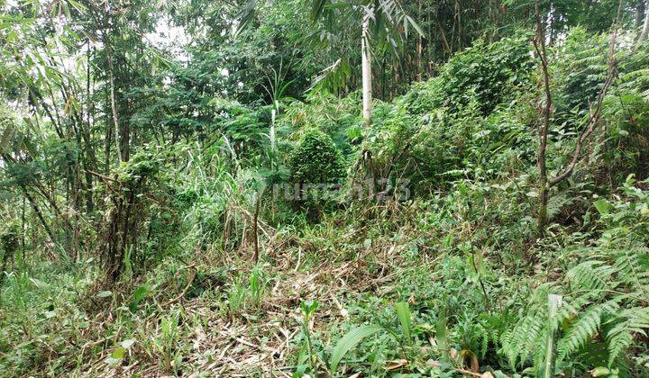 Tanah Tegallalang Area Pedesaan Khas Bali View Hutan 2