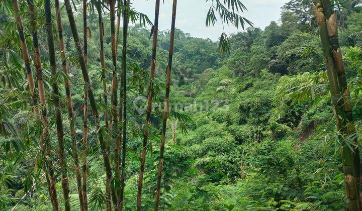 Tanah Tegallalang Area Pedesaan Khas Bali View Hutan 2