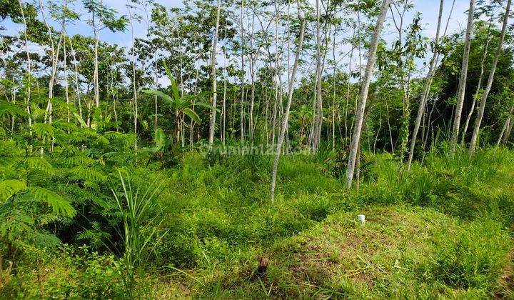 Tanah di Tegallalang, Gianyar View Hutan Sungai Dan Gunung 2