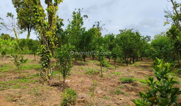 Tanah Payangan Gianyar Dekat Kebun Raya Gianyar View Lembah 1