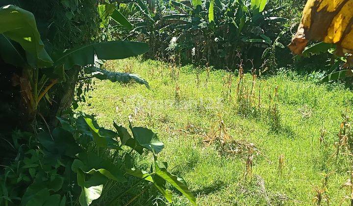 Tanah Ubud Bali View Sawah Dan Jungle 3 Menit Ke Puri Ubud 1