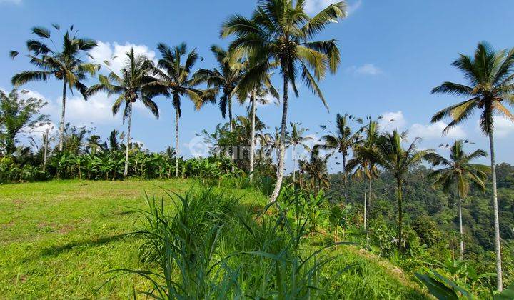 Tanah Payangan Gianyar View Sawah Lembah Kontur Datar Terasiring 1