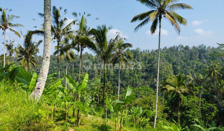 Tanah Payangan Gianyar View Sawah Lembah Kontur Datar Terasiring 2