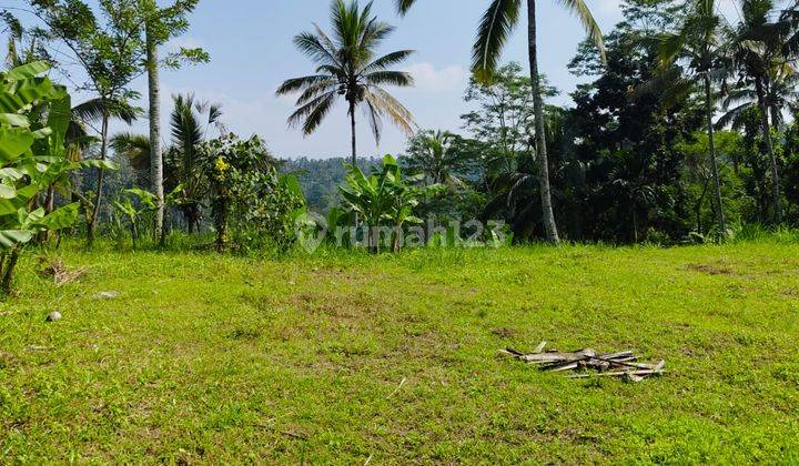 Tanah Payangan Gianyar View Rice Fields Valley Flat Terraced Contours 2