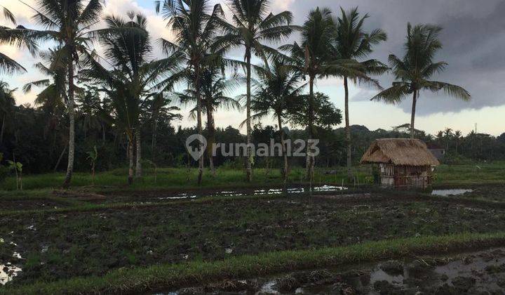 Tanah Ubud 3 Km from Central Ubud View Sawah Area Villa 1