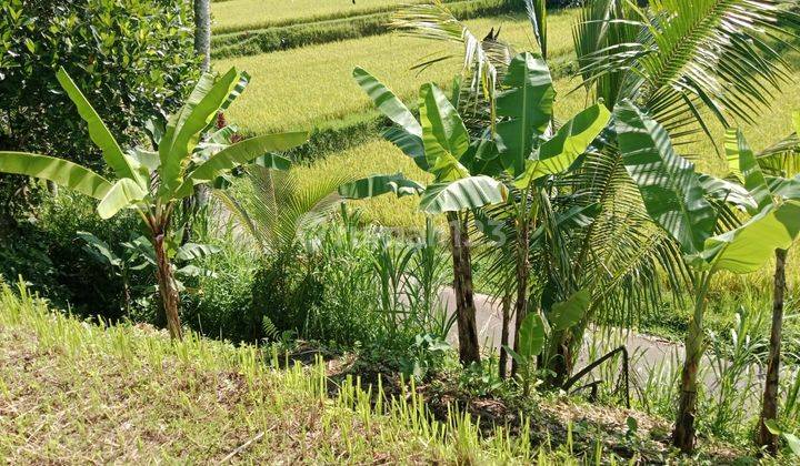 Tanah Tegallalang View Sawah Dan Gunung Agung 2