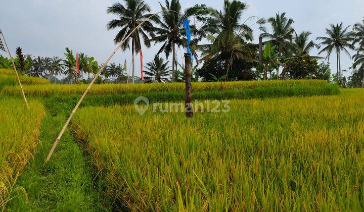 Tanah Pupuan Gianyar View Sawah Peruntukan Perumahan 2