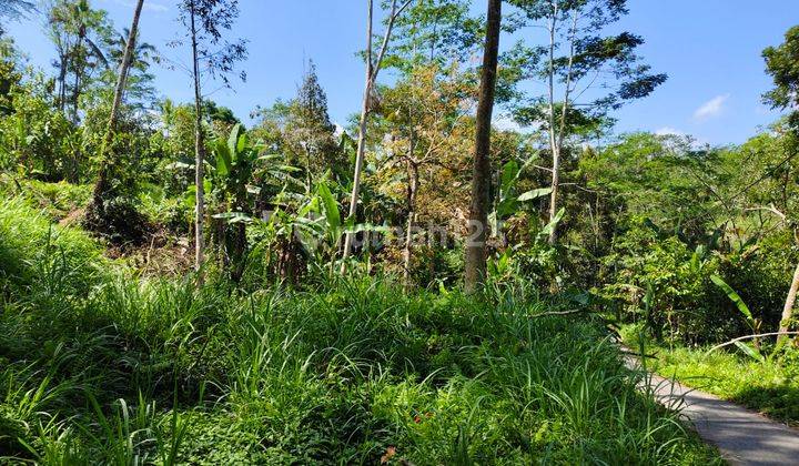 Tanah Sebatu Gianyar View Sawah Jungle Dan Lembah 2