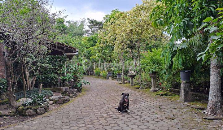 Dijual Rumah Kebun Pribadi Seluas 1,2ha di Yogyakarta,hunian Asri 2