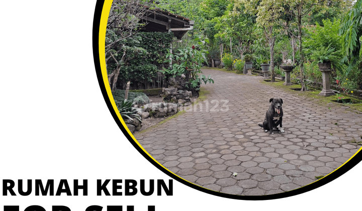 Dijual Rumah Kebun Pribadi Seluas 1,2ha di Yogyakarta,hunian Asri 1