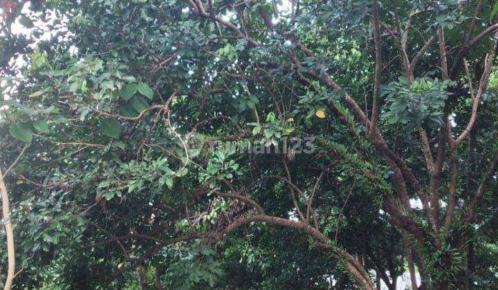 Dijual Tanah Kebun Cempedak Luas 3600 di Banjar Baru, Kal Sel Oki 2