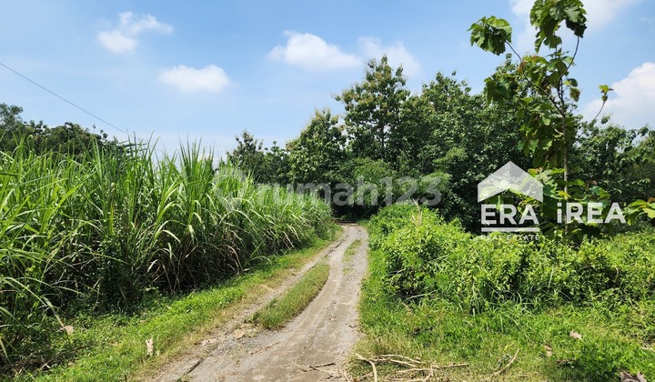 Cheap Land for Sale in Sragen, Suitable for Agribusiness
