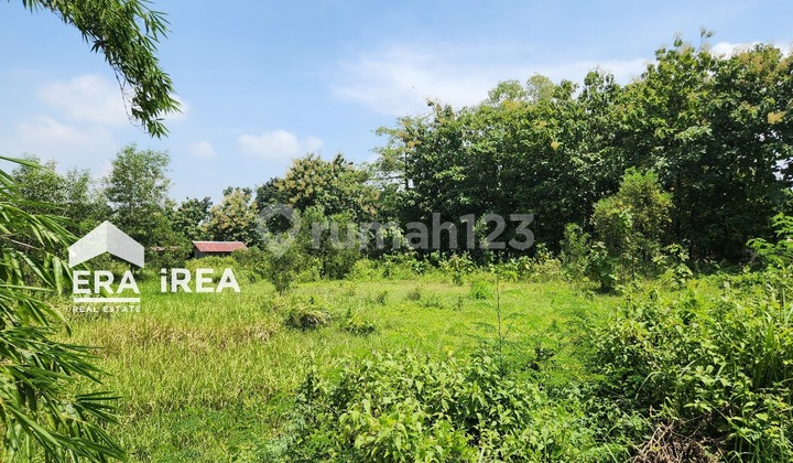 Cheap Land for Sale in Sragen, Suitable for Agribusiness