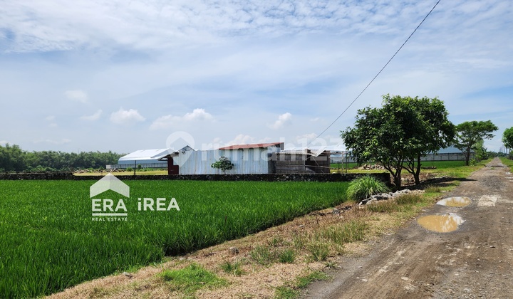 Tanah Siap Bangun Untuk Gudang Di Sukoharjo Dekat Pasar Telukan Tanah Siap Bangun Untuk Gudang Di Sukoharjo Dekat Pasar Telukan