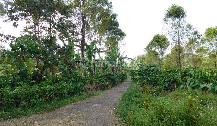 Di Jual Tanah Kebun Lokasi Mandirancan Kuningan 1