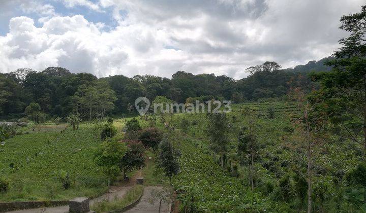 Tanah Dijual, Luas 20.000m2, di Munduk, Buleleng, Bali 1