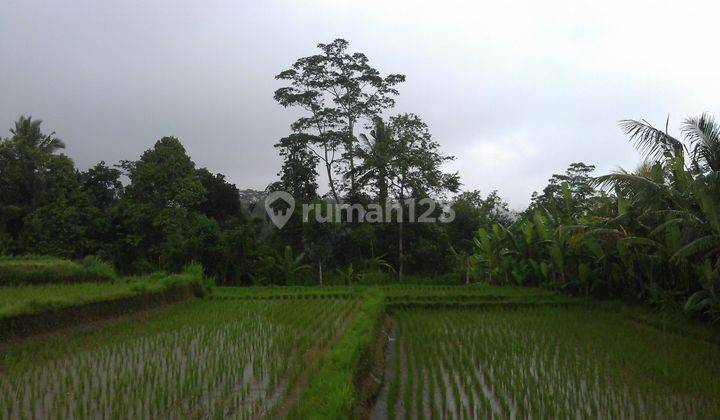 Tanah Dijual, 66.118m2, View Sawah Sungai, di Bresela, Ubud, Bali 1