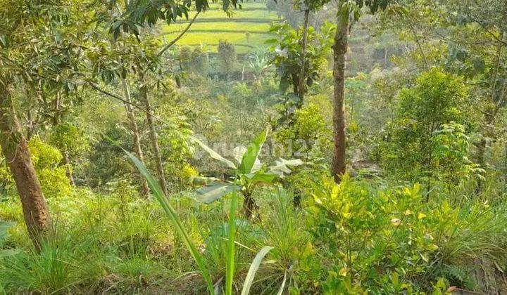 Tanah Kebun Di Bareng Sawahan Nganjuk 1