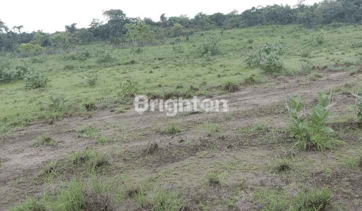 TANAH DI SUMBA BARAT DAYA NUSA TENGGARA TIMUR 1