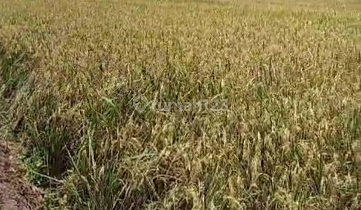 Sawah Produktif Panen 6ton Akses Mobil Dekat Ciranjang Cianjur  2