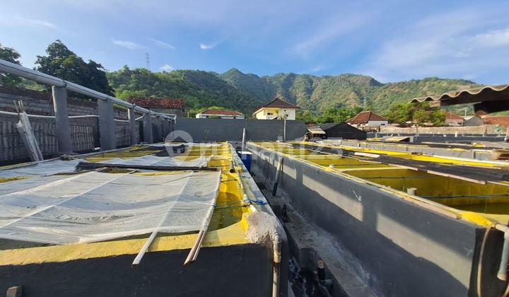DIJUAL TANAH DAN BANGUNAN DI BULELENG, BALI UTARA 2