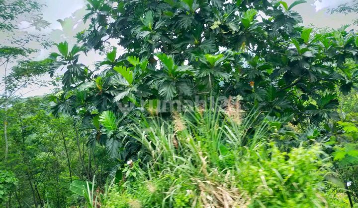 Tanah Murah Disewakan Modernland Lokasi Strategis Berada Di Boulevard & View Golf 