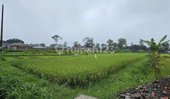 Rice Field Area 2440 Square Meters Location Near Kopi Klotok Pakem Sleman