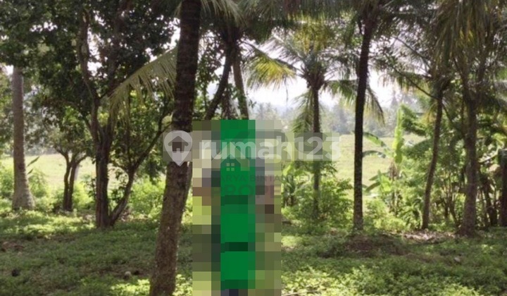 Tanah Pengeragoan 3000 m2 - Bali Tanah Pengeragoan 3000 m2 - Bali