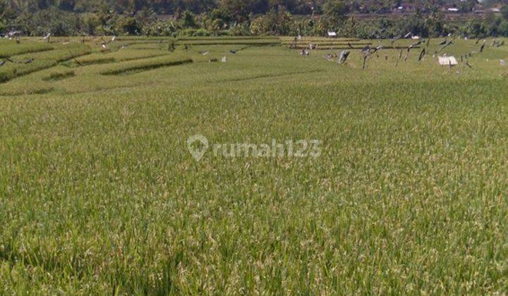 Land View Rice Fields in Madewi Antneg84  2