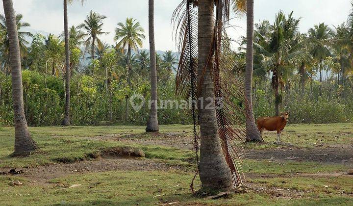 Tanah Depan Pantai Sumberkima Buleleng Bali wytsgr236  2