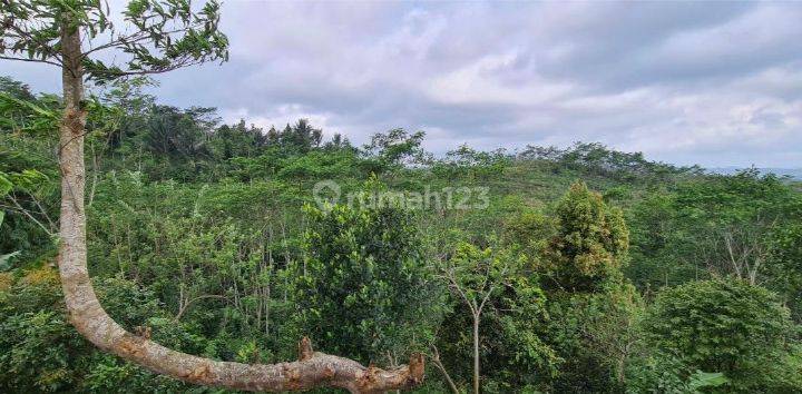 Harga Miring, 104 Ha Lahan Perkebunan di Sukabumi, Bonus Villa Cantik. 2