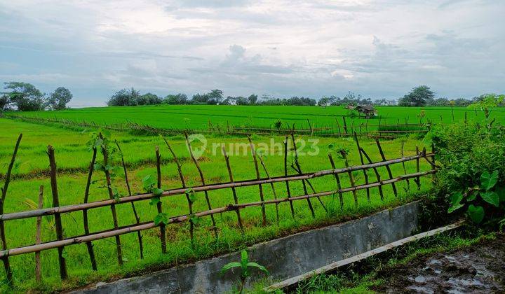Tanah Los Pantai Pulukan Pekutatan Jembrana ITR akomodasi wisata  2