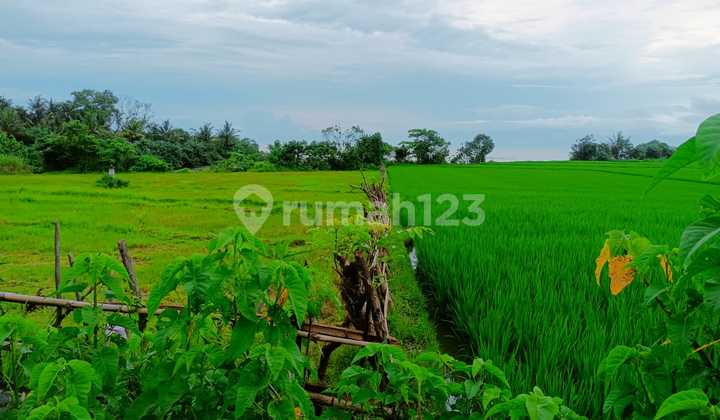 Tanah Los Pantai Pulukan Pekutatan Jembrana ITR akomodasi wisata  4