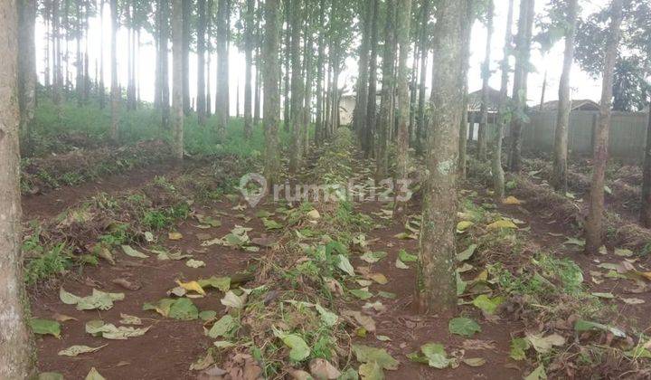 Kavling Pohon Jati Lido Sukabumi Dekat Akses Tol  2