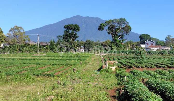 Dijual Tanah 1 ha Cugenang, Cianjur Dijual Tanah 1 ha Cugenang, Cianjur