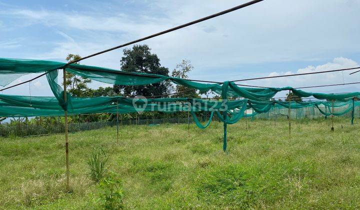 Dijual Tanah 2 ha Cugenang, Cianjur 1