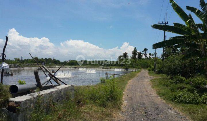 TAMBAK AKTIF UNDER NJOP BANYUWANGI JAWA TIMUR 1