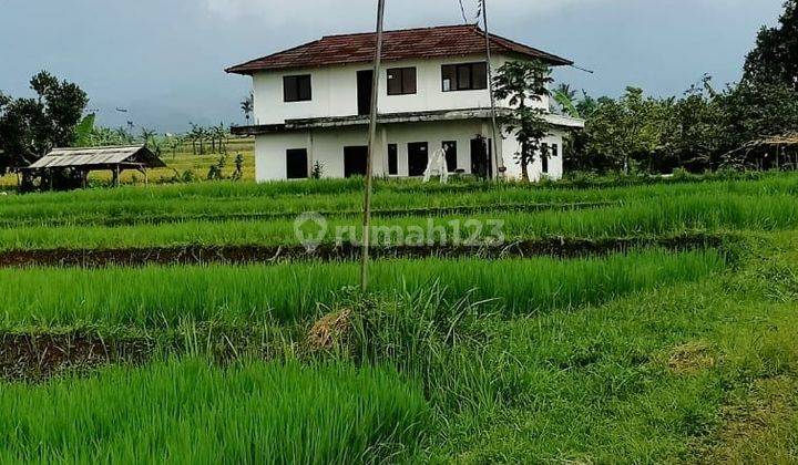 Tanah sawah berikut empang dan rumah tinggal dicidahu.cicurug sukabumi 1