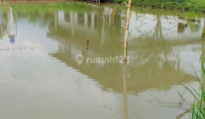 Tanah sawah berikut empang dan rumah tinggal dicidahu.cicurug sukabumi 2