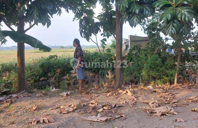 Dijual Lahan Sawah Di Bugangin Kendal  2